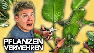 PFLANZEN VERMEHREN  Ableger richtig schneiden  Joeys Jungle Plants [upl. by Busey]