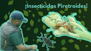 ¡Como es el Mecanismo de Accion de los Insecticidas Piretroides [upl. by Pubilis28]