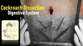 How do you dissect a cockroach Digestive System Of Cockroach I Zoology Practical I cockroach video [upl. by Milano]