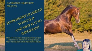 THE SUSPENSORY LIGAMENT AND APPARATUS  Why so Important [upl. by Cate]