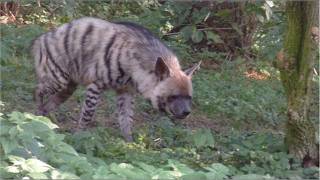 Striped hyena  Lion  Tiger  Zebra  Ring tailed lemur endangered because of deforestation [upl. by Atteloj885]