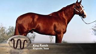 AQHA 75Year Breeder Salute [upl. by Atilahs796]