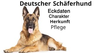 Deutscher Schäferhund 2022  Herkunftsland  Pflege  Eckdaten  Charakter [upl. by Aveer]