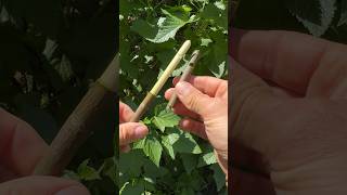 How to make a woodland whistle 🪵 😗 bushcraft woodcraft woodwork [upl. by Abdu903]