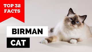 99 of Birman Cat Owners Dont Know This [upl. by Strenta398]