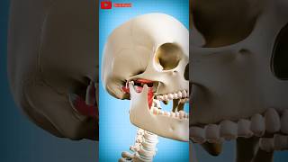 How to fix a dislocated jaw 😱dislocation bones satisfying [upl. by Aivilo436]