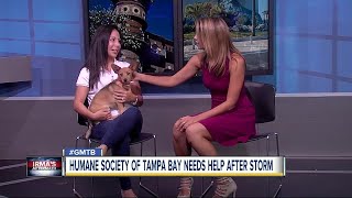 Humane Society of Tampa Bay refuse for abandoned pets after Irma [upl. by Gaspard]