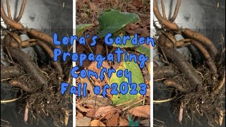 Propagating Comfrey Fall 2023 [upl. by Edrick]