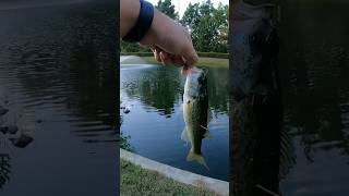 3’ DOCK RUNNER CHALLENGE 😂🎣 fishing fishingvideo bassfishing fish sportfishing bass rva [upl. by Nahgem]