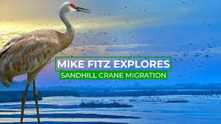 Why Do Half A Million Sandhill Cranes Gather on One River  Mike Fitz Explores [upl. by Ytteb]