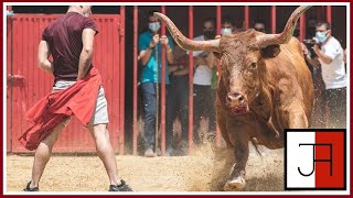 ♉ ARRIAZU peligro VAQUILLAS Bravas ▪ FIESTAS en los PUEBLOS de ESPAÑA hoy TRUJILLO ToroAlfa [upl. by Eornom]