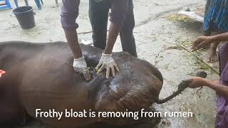 Emergency bloat removal of cow by trocar and cannula [upl. by Ennairac546]