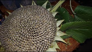 ✅🌻Cómo Sembrar Semillas De Girasol En Casa  Fácil Y Rápido [upl. by Ennahoj]