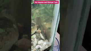 My Guppies Collection Guppies Tank Update [upl. by Ecinej953]