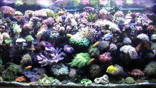 1000l Meerwasseraquarium  Reeftank im Überblick [upl. by Ednyl]