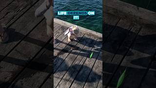 YOUNG GIRL Karate Chops Squid LIKE A 🥋 BLACK BELT [upl. by Llehsyt]