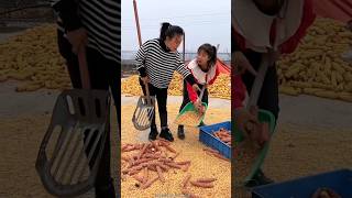 Essential Tools for Rural Farmer  Corn 🌽🌽 Farming 👍👍 shorts tools youtubeshorts [upl. by Kingsley631]