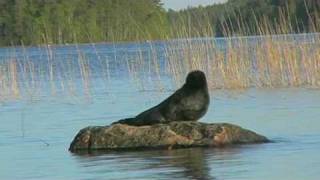 Saimaa Ringed Seal on the Rock [upl. by Rawden]