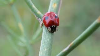 Biedronka dwukropka  Adalia bipunctata cz2 [upl. by Shaner]