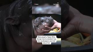 Baby pygmy hippo Moo Dengs rise to stardom has her zookeepers worried [upl. by Averat]