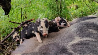 New life on the farm Piglets have just arrived [upl. by Gitel316]