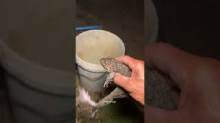 Funny frogs catch frog funny video frogs boing boing catch frog shorts [upl. by Keffer]