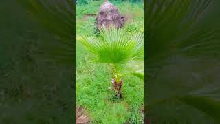 Washingtonia palm plant youtubeshorts viralvideo [upl. by Kellina]