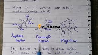 Fungal hyphae Septate hyphae Coenocytic hyphae Hyphae and mycelium Insidelearning [upl. by Malcom]