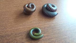 My 3 species of millipedes [upl. by Alfie187]