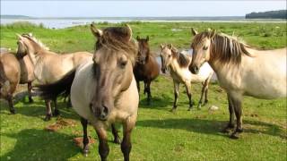 Lettland  Engure Nationalpark Wildpferdherde am See [upl. by Neom]