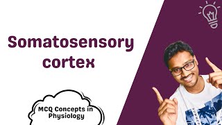 Somatosensory cortex  MCQ concepts [upl. by Ellinnet]