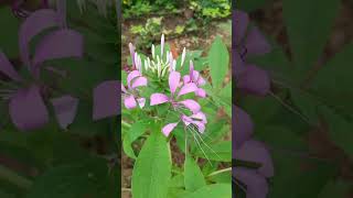 cleome flower🌸 shorts flowers [upl. by Liemaj]