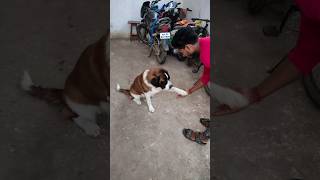 Saint Bernard Dog Training shorts shortvideo dog youtubeshorts [upl. by Ruhl541]