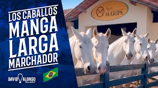 Los Caballos Mangalarga Marchador  Visita al rancho Agro Maripá [upl. by Ydissak]