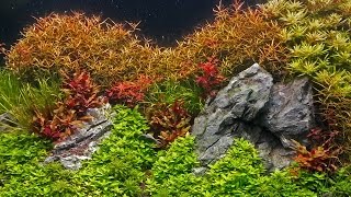 How to grow  Background stem plants in a planted tank [upl. by Enid21]