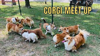 Corgi Meet Up Mini Corgi Con [upl. by Ranie]