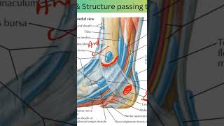 Flexor Retinaculum of Ankle anatomy education neet neetpg  lowerlimbshorts [upl. by Cirenoj551]