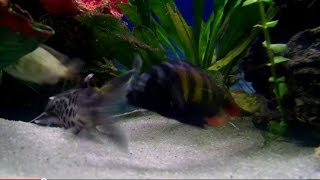 Cichlid Mating Interrupted by Cuckoo Catfish  Synodontis Multipunctatus [upl. by Phoebe]