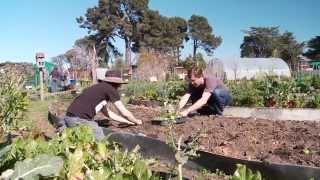 New Brighton Community Gardens [upl. by Liggett]