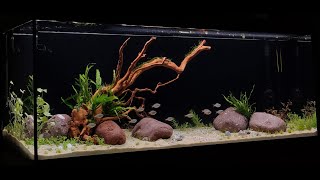 Aquatlantis Splendid 150 Planted Ecosystem [upl. by Reema]