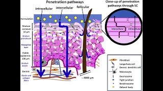 LEC 2 Components of epidermis amp dermis of human skin  Routes of penetration of drugs شرح بالعربي [upl. by Skurnik271]