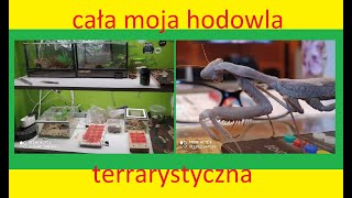 74 Cała moja hodowla terrarystyczna [upl. by Hashum]