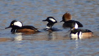 Hooded merganser ducks diving getting food amp flying [upl. by Yennep]