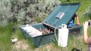 Ringneck Pheasants released at 4 weeks [upl. by Aihsal670]