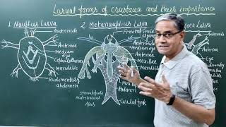 Larval forms of crustacea and their importance [upl. by Cheatham529]