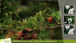 Aubépine Crataegus laevigata [upl. by Laup]