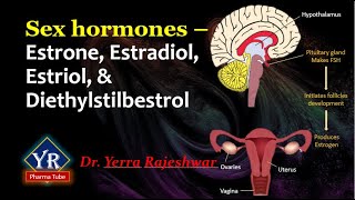 Sex hormones  Estrone Estradiol Estriol amp Diethylstilbestrol  YR Pharma Tube  Dr Rajeshwar [upl. by Nikolaus]