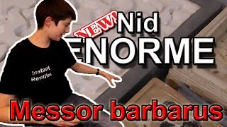 Un nouveau nid ENORME pour les MESSOR barbarus [upl. by Snilloc]