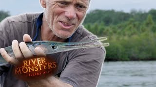 The Case Of The Coral Reef Killer  NEEDLE FISH  River Monsters [upl. by Acsehcnarf]