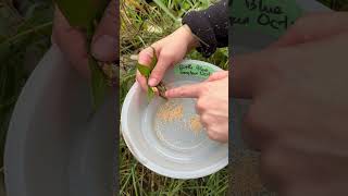 How to harvest Bottle Gentian Gentiana andrewsii seeds [upl. by Jagir]